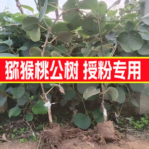 
Kiwi sapling Xuxiang golden kiwi fruit Hongyang red heart kiwi male tree kiwi pollinator male tree