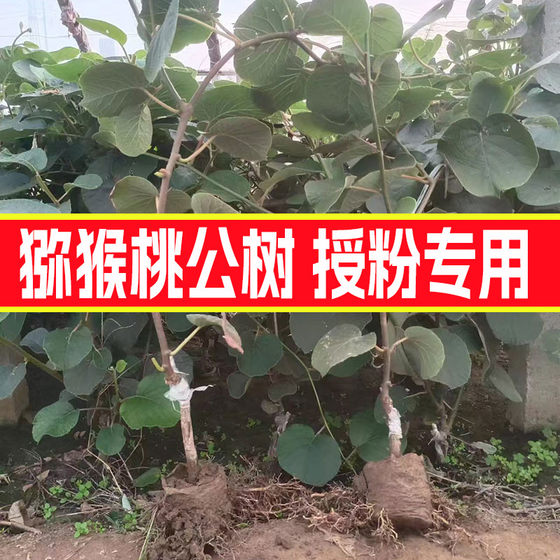 
Kiwi sapling Xuxiang golden kiwi fruit Hongyang red heart kiwi male tree kiwi pollinator male tree