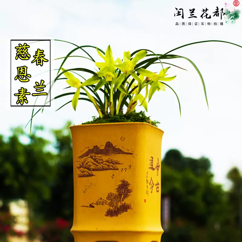 兰花苗春兰素心慈恩素原生老种带花苞浓香型客厅花卉绿植盆栽好养