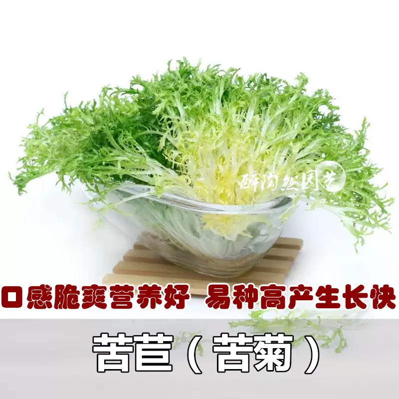 苦苣种子细叶黄心脆嫩凉拌苦菊菜蔬菜沙拉盆栽牛奶