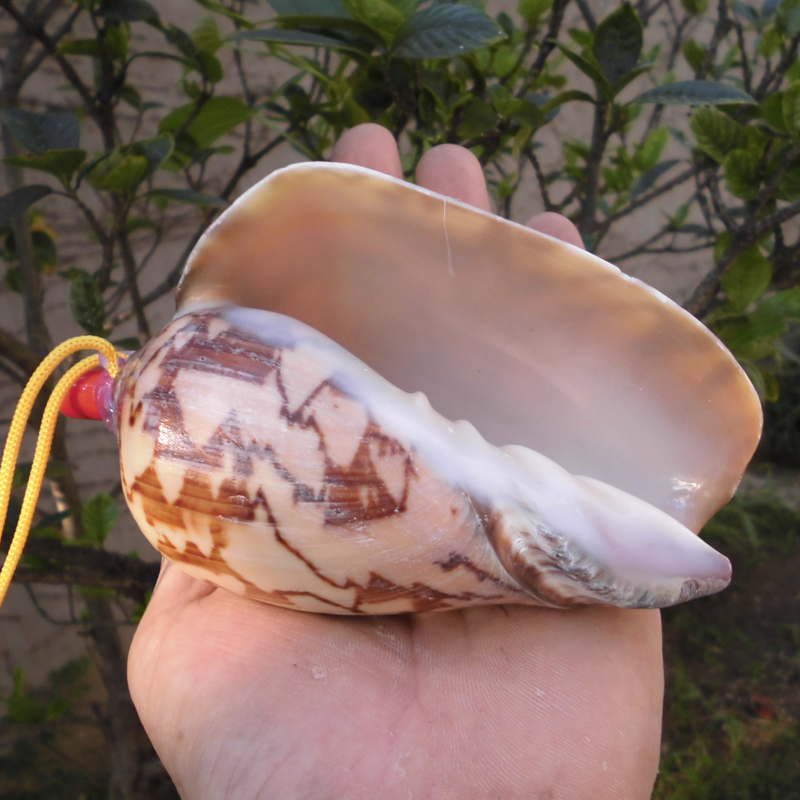 大きな螺旋状の貝殻 貝殻の螺旋と数理モデル