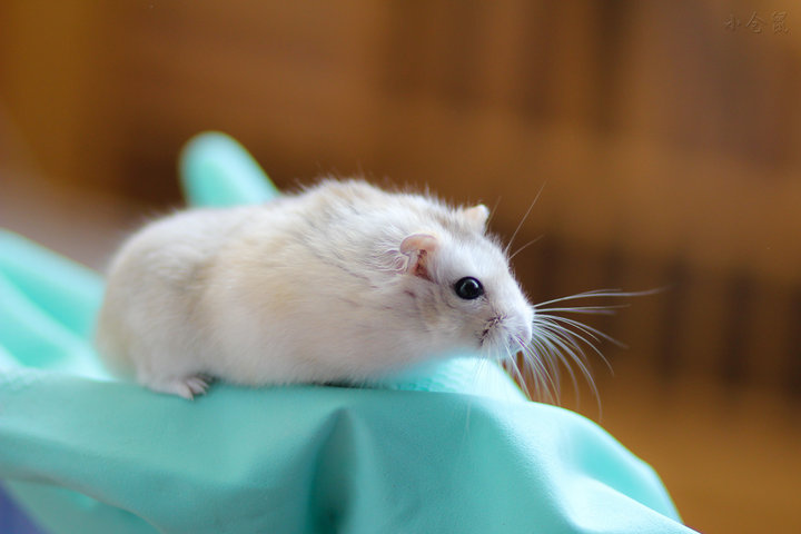 年龄不同养法不同刚出生的仓鼠该这么养