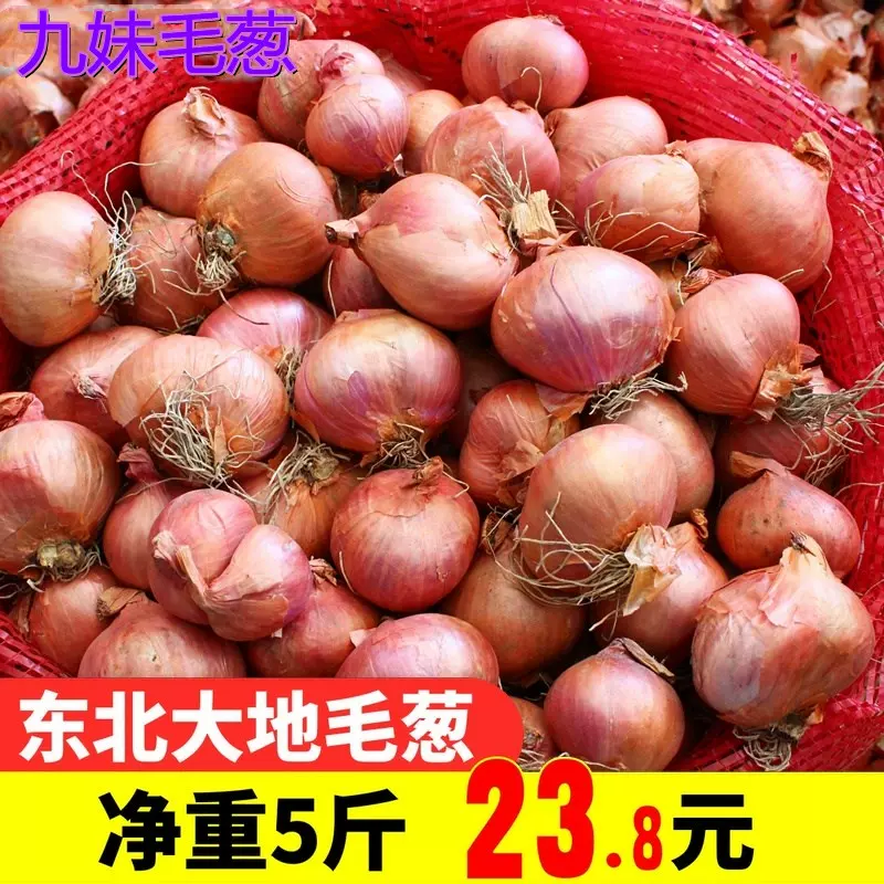 5斤23 8元毛葱东北特产新鲜种籽栽子生吃鬼