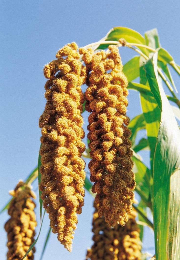 稻黍稷麦菽，你吃全了吗？(图3)
