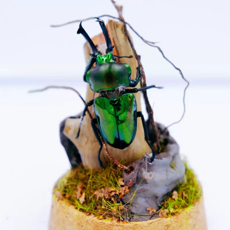 生态微景观标本昆虫标本创意玻璃罩收藏摆件甲虫标本昆虫标本