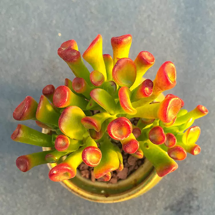 多肉植物吸财树又名筒叶花月招财猫单头