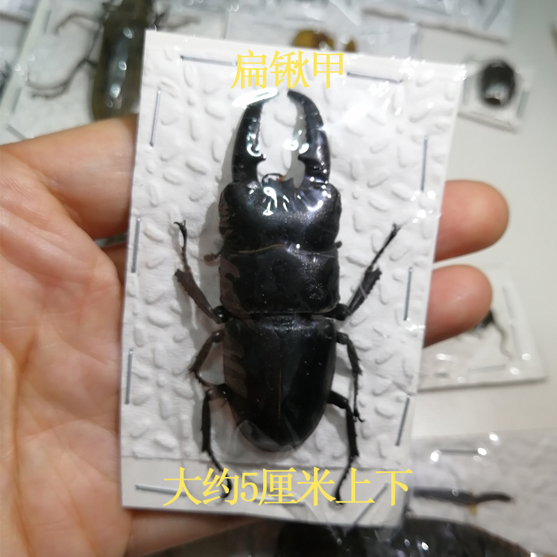 昆虫標本コレクション - 金色のカブトムシ、サソリなど