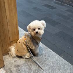 Beautiful Pet Dog Clothes 2025 New Autumn and Winter Cape Bichon British Tie Plaid High-End Cape