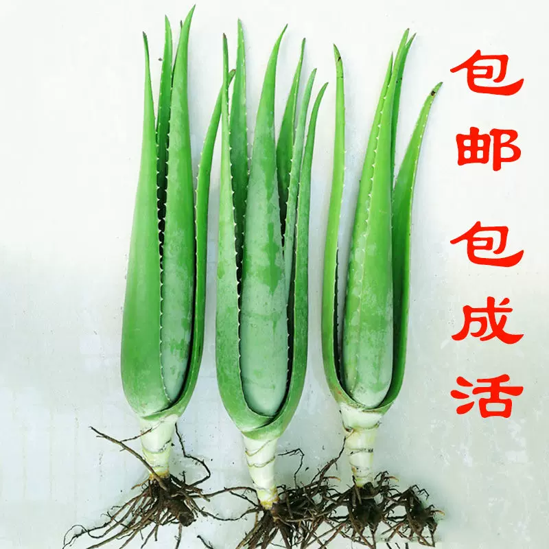 美容院库拉索芦荟苗盆栽多肉植物美容灌肤补水食用室内外花卉绿植 Taobao