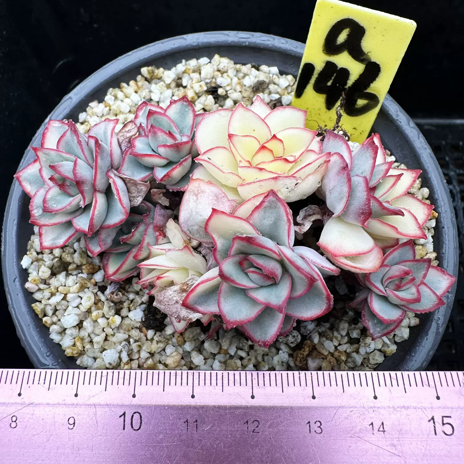 多肉植物 桃美人錦♡葉挿し