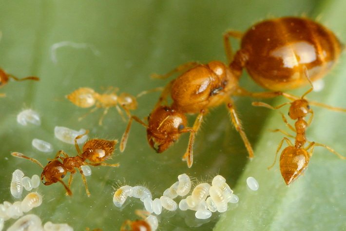 Hormiga Viva Crematogaster biroi - Ant Ranch