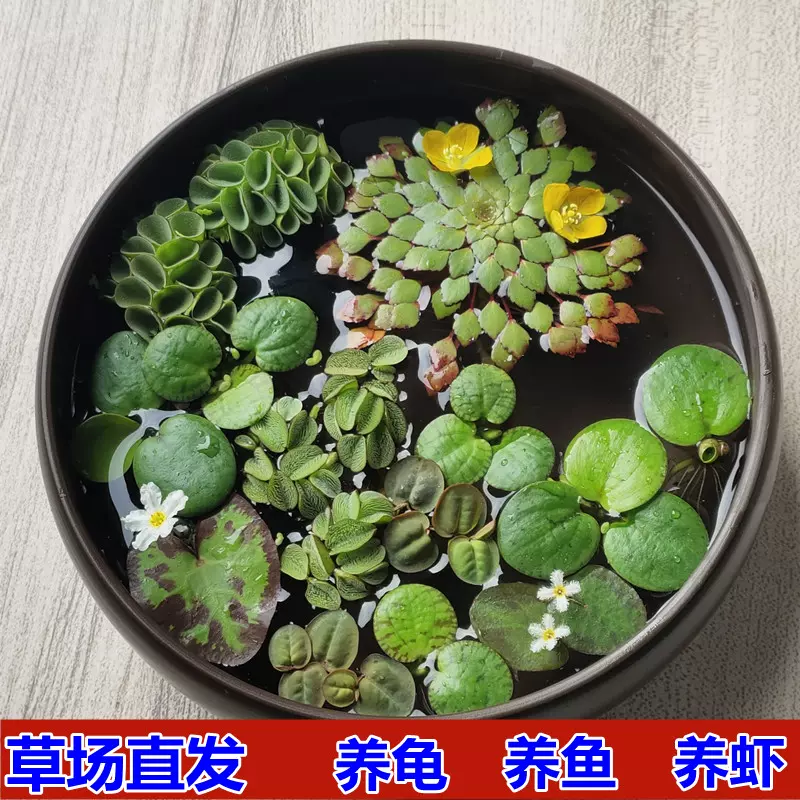 浮萍水草水生植物水芙蓉水葫芦一叶莲花小浮萍四季养龟鱼虾缸绿植 Taobao