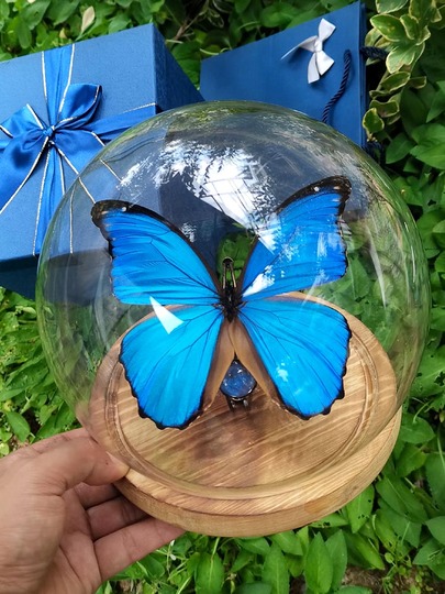 古代ペルーの蝶の展示 - 実物の標本、ガラスカバー