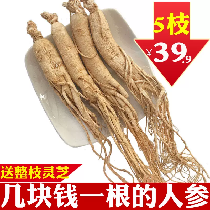 中国東北】高麗人参 山参 長白山 天然人参 天然物 極品神草 長白人参 