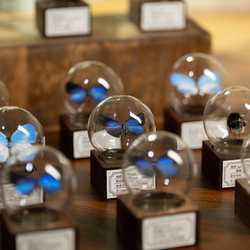 Mini Walnut Wood Butterfly Specimen Glass Dome Handmade Desktop Ornament Holiday Gift Niche Creative Gift