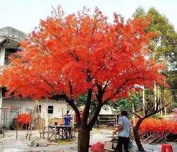 Simulated Red Maple Tree, Maple Leaf Tree, Large Tree, Hotel Large Artificial Tree, Indoor Landscape Decoration, Fake Tree, Floor-Standing Artificial Tree