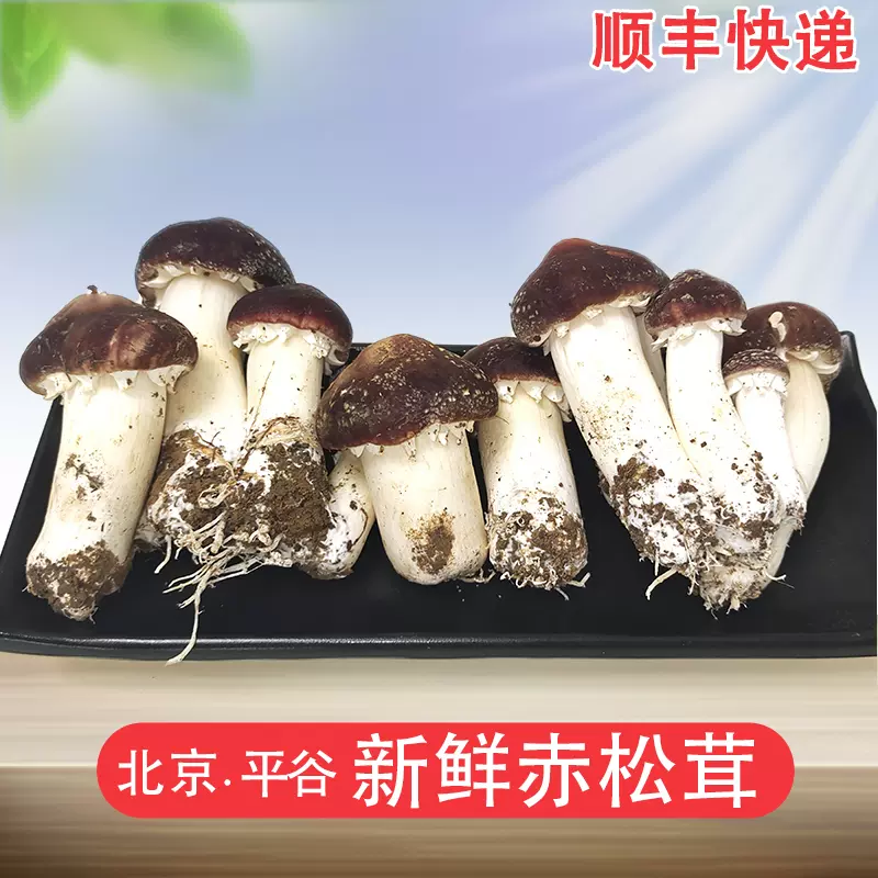 顺丰快递】北京平谷新鲜赤松茸5斤/1斤姬松茸新鲜菌菇-Taobao