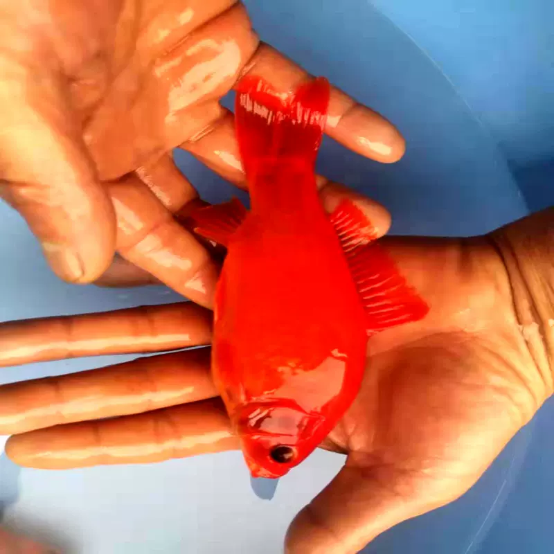 觀賞魚冷水血鸚鵡發財魚葡萄眼黑眼草金好養金魚紅草