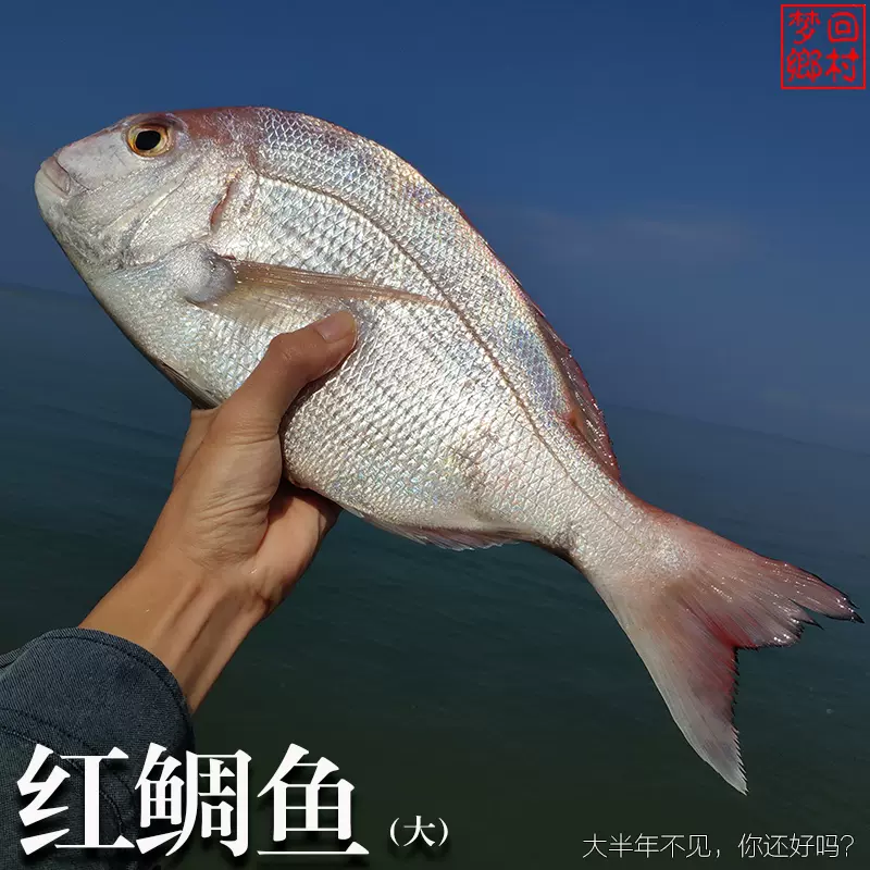 真鲷水产红立鱼新鲜野生红鲷鱼深海冰鲜加吉鱼红腊鱼红绸海鱼大鱼 Taobao
