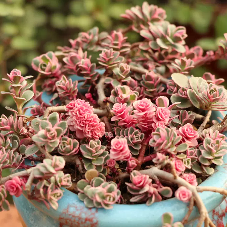 円高還元 ピンク多肉球 インテリア 住まい 日用品 その他 Www Khalil Mamoon Com