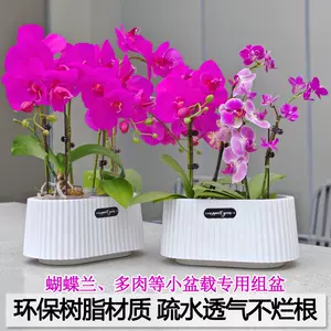 宜興紫砂鉢 多肉菖蒲蘭鉢 大盆栽 小盆栽 宜興 紫砂鉢 蓮花鉢