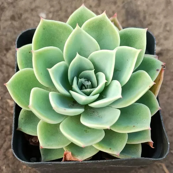 店长推荐趣味多肉植物大棚直销室内盆栽小肉肉多肉植物组合盆栽