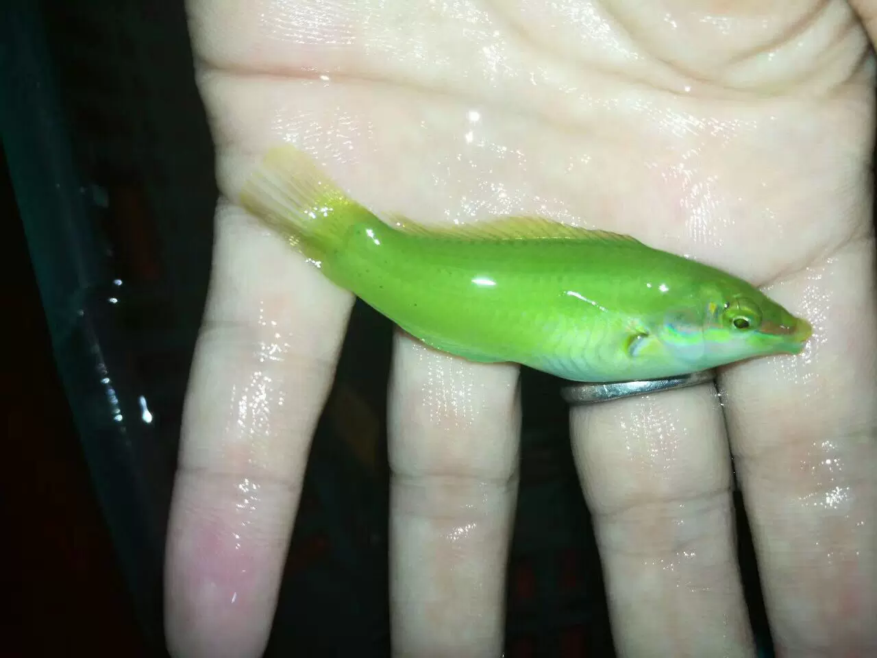 海水鱼海水鱼珊瑚活体绿龙鱼促销热销