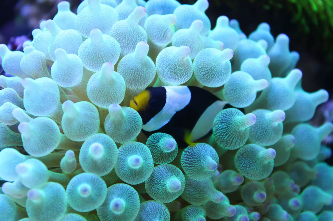 奶嘴 海 葵