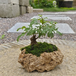 Water-absorbent stone bonsai shaped plants on natural rough stones