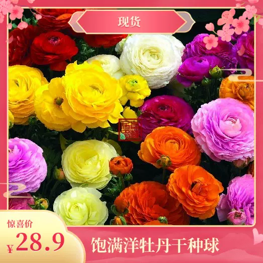 现货青莲居荷兰进口种球根干球花毛茛 洋牡丹花园多