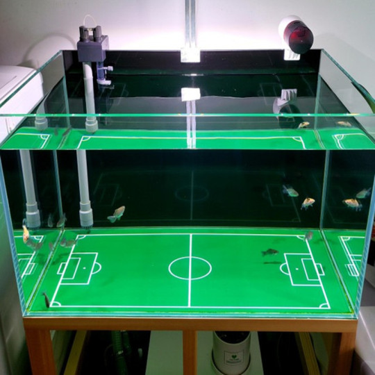 Mini Fish Football Fish Tank Football