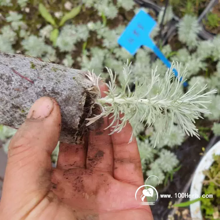 基地直銷低價優質銀色常綠芳香植物朝霧草種苗盆栽驅蟲