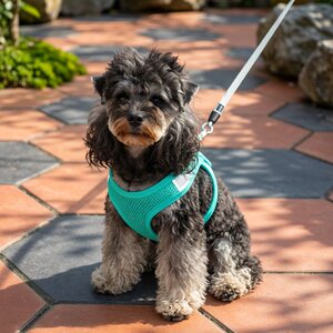 
Pet outdoor cat and dog harness traction rope mesh breathable reflective vest type traction rope universal pet supplies