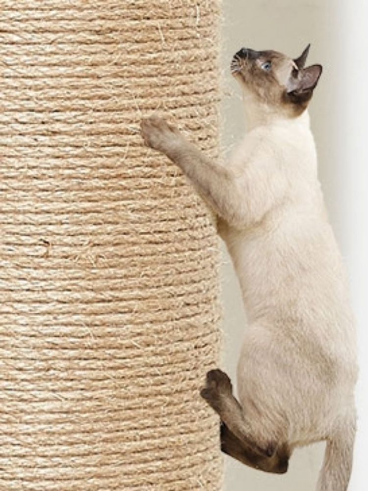 桔子树 悬挂式墙面猫爬架