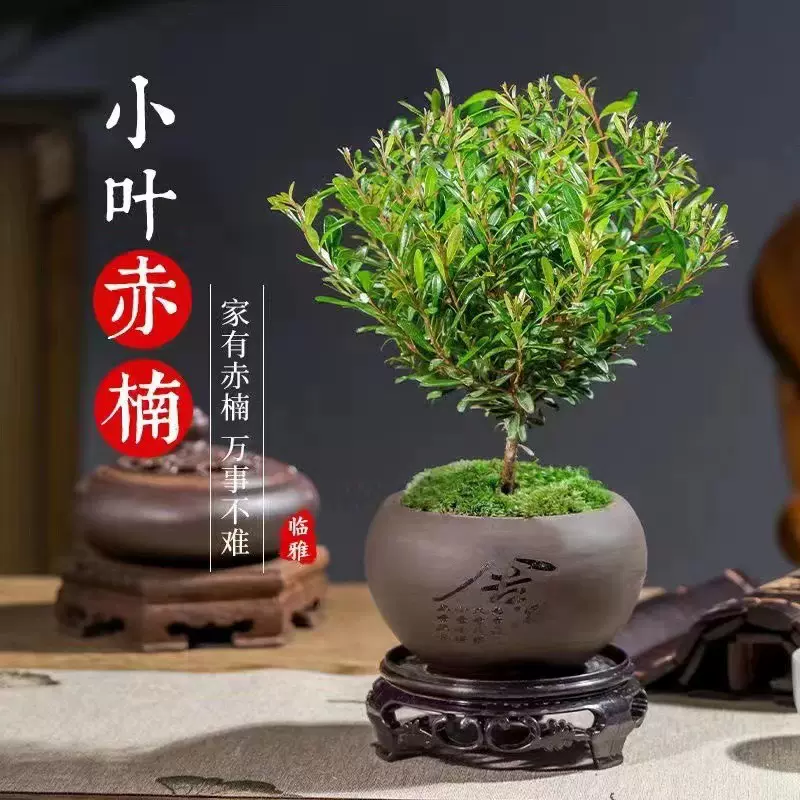 小叶赤楠金丝楠木小型盆景盆栽办公室绿色植物四季常青桌面观叶-Taobao 