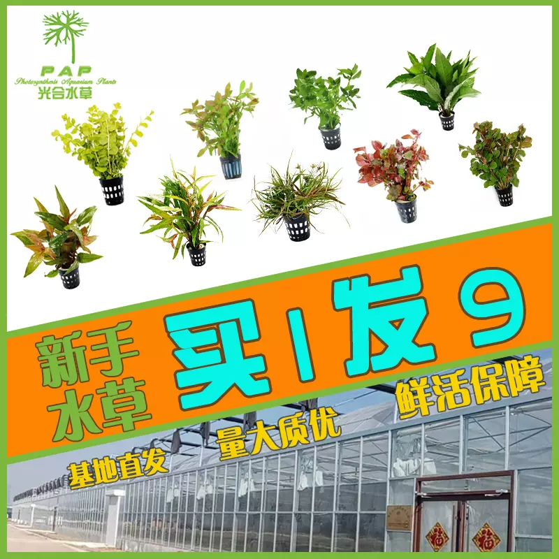 鱼缸装饰水榕水草活体水族箱造景淡水植物新手好养套餐