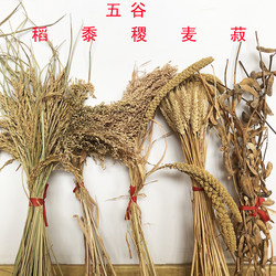 Grains, Dried Flowers, Rice, Millet, Wheat, Soybeans, Moving to a New Home, Crop Decoration, Wheat Ears, Rice, Sorghum, Wheat, Soybeans