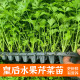 Celery seedlings four seasons small parsley celery seedlings vegetable seeds celery seedlings balcony potted rapeseed seedlings