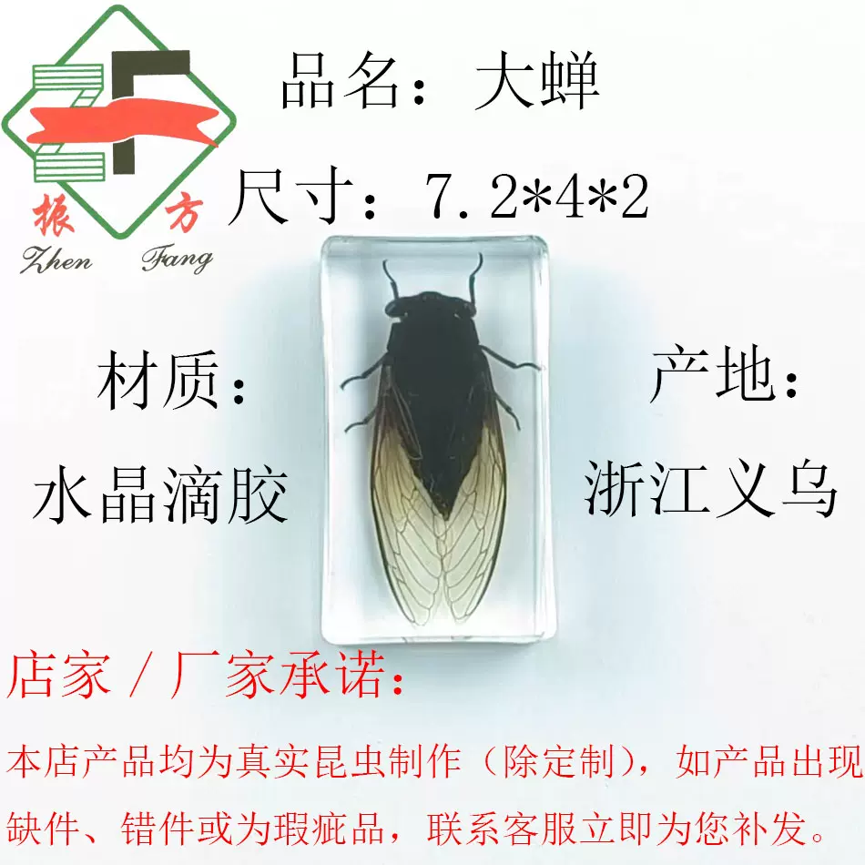 素敵でユニークな 昆虫標本 セミ Www Anavara Com