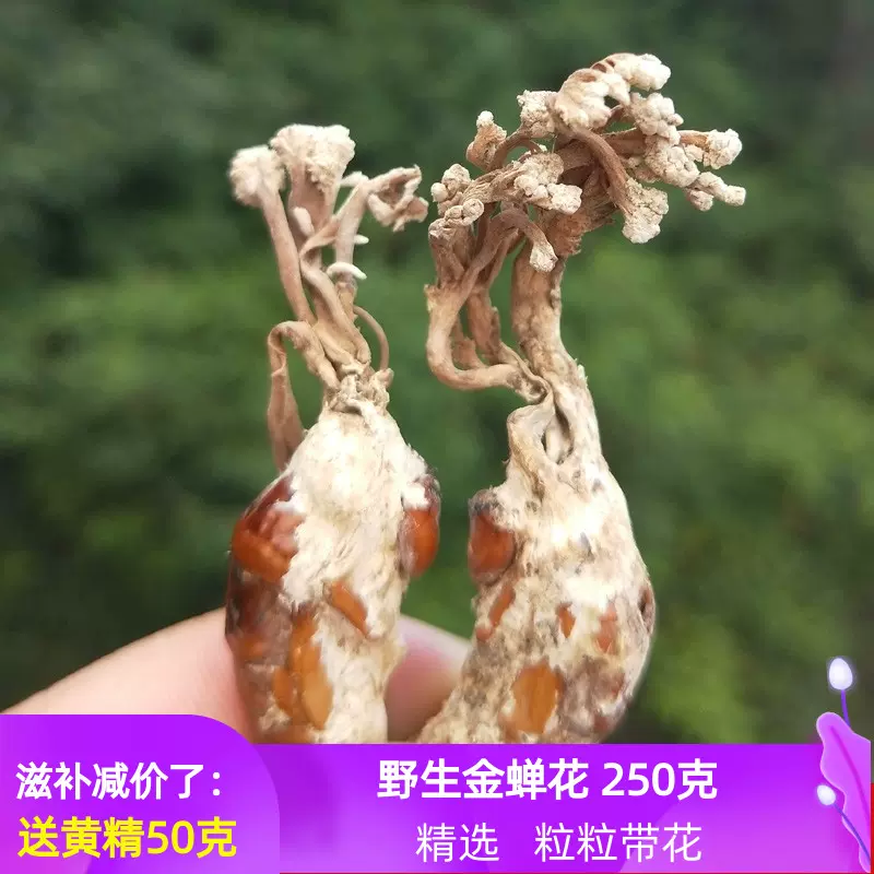 金蟬花野生蟲草蠶花新貨250克包郵非大別山竹林
