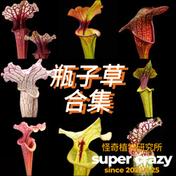 Sarracenia collection of carnivorous plants indoor rainforest tank micro landscape ecological tank landscaping ins style
