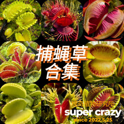 Venus flytrap collection interesting carnivorous plants micro landscape rainforest tank ecological landscaping material