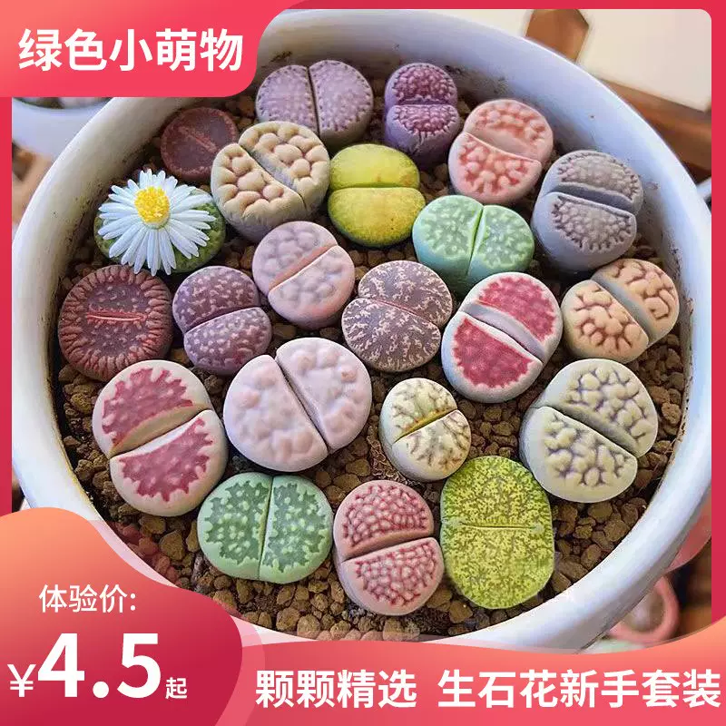 多肉植物生石花整盆大母多肉石生花屁股花屁屁多肉