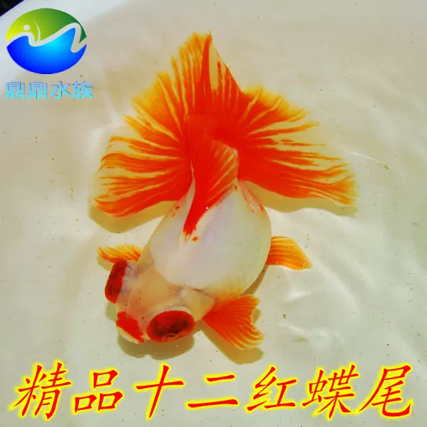 精品正宗十二紅蝶尾金魚活體龍睛蝶尾淡水魚冷水魚稀有特色觀賞魚-Taobao