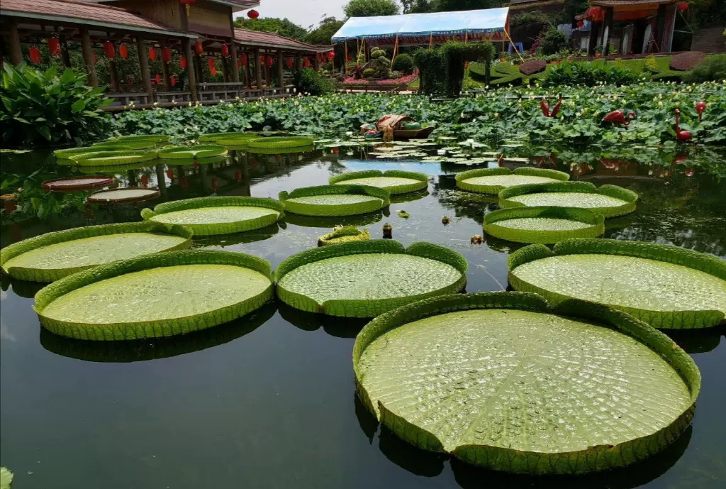 莲花山公园图片