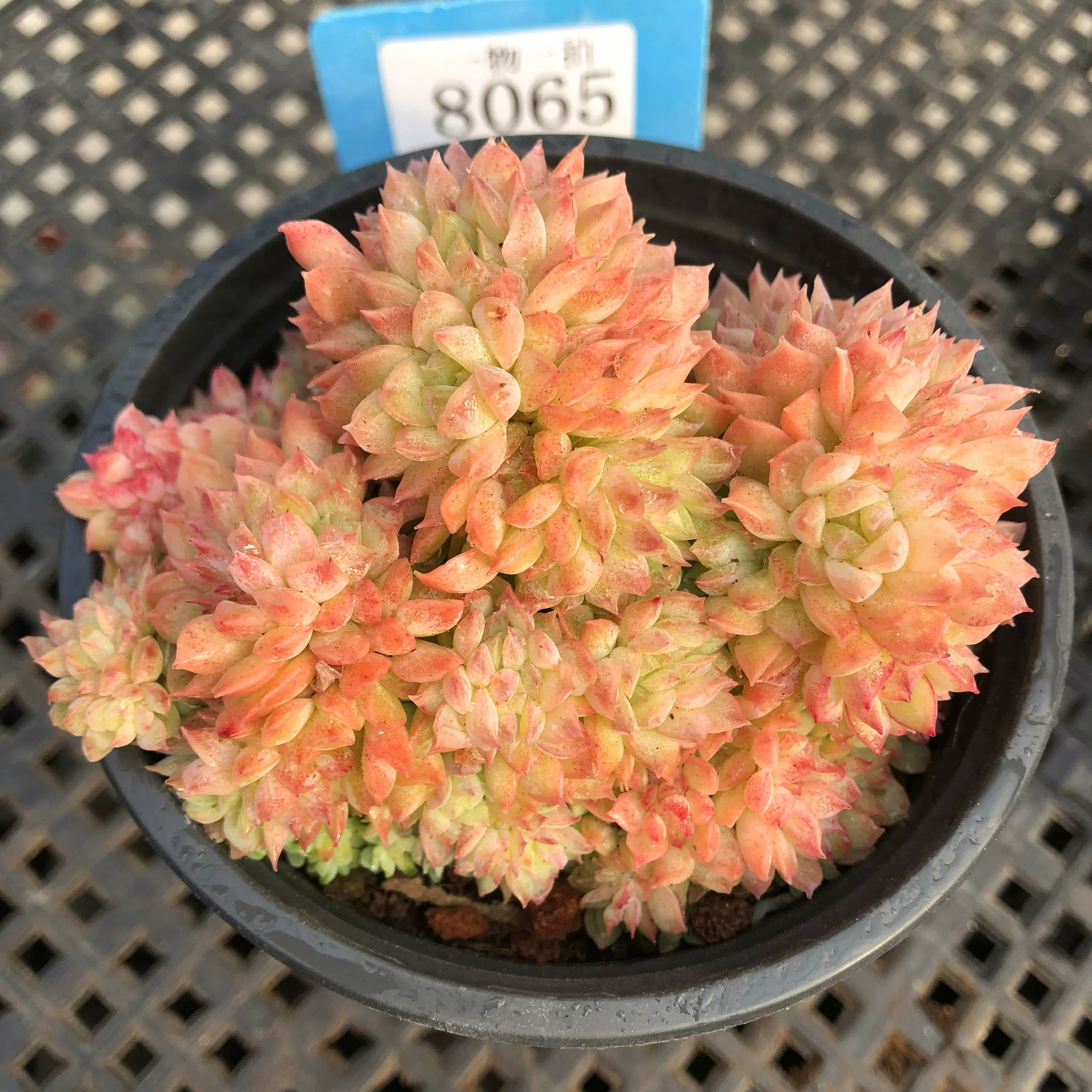 颜如玉缀化一物一拍女王玫瑰优选暗纹红色边线多肉植物蜡质感油腻