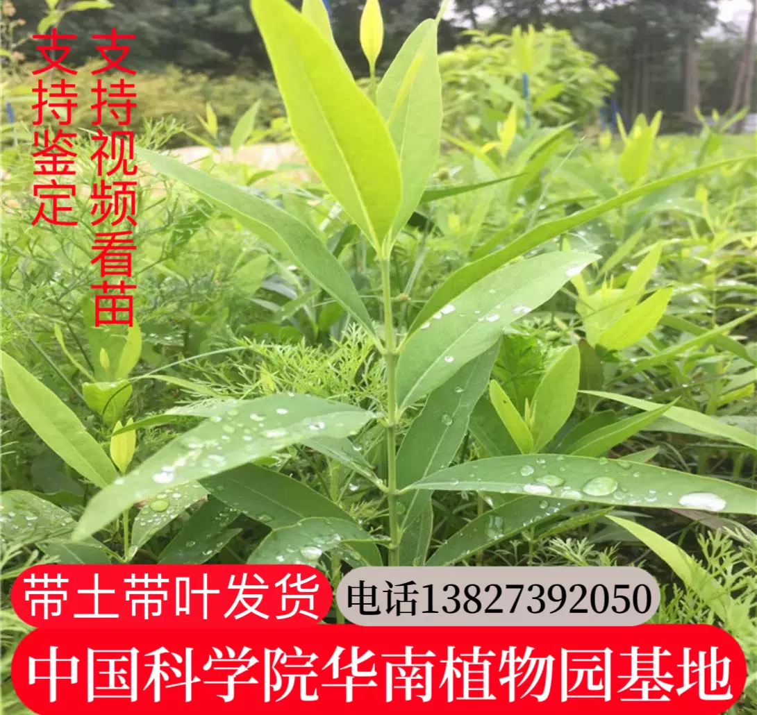 正宗印度檀香树苗老山白檀檀香庭院户外绿植带土带叶发货-Taobao