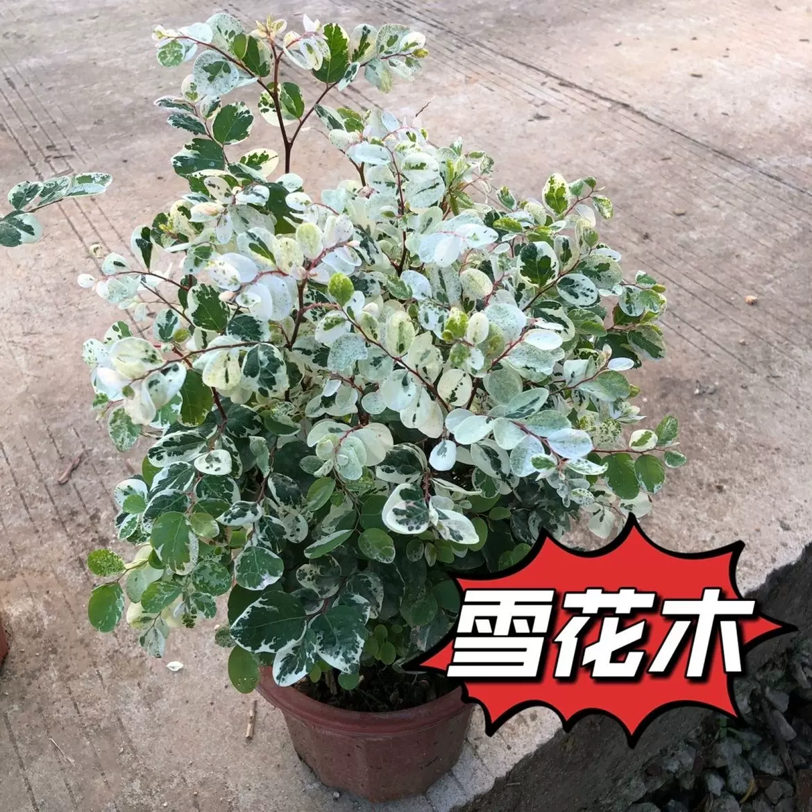 雪花木盆栽木本观叶花卉室外阳台庭院绿植四季常青耐晒耐热喜阳光-Taobao