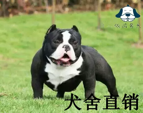 出售美国恶霸犬犬舍专业繁殖恶霸幼犬纯种美国恶霸狗狗伴侣犬 Taobao