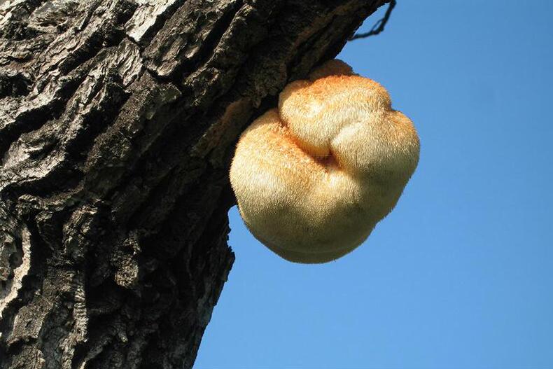 猴头菇挑得好，名品滋补又养胃！(图3)